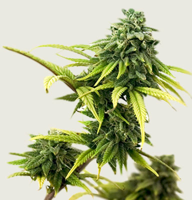 Organic Pot Denver Marijuana Flower Image from Denver Dispensary