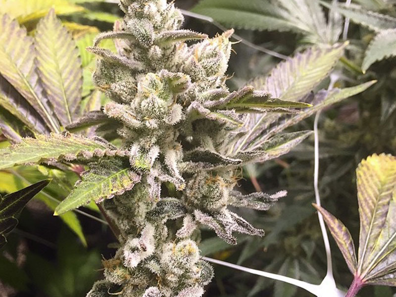 Alien-Stardawg-for-web