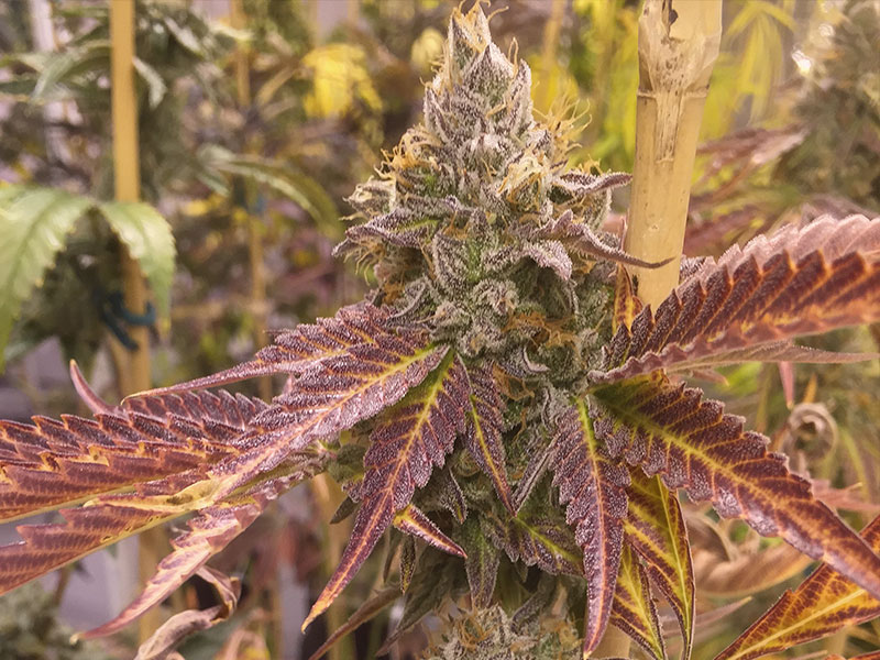 Moonshine-Haze-for-web