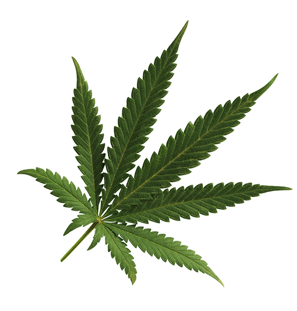 Marijuana Leaf Denver
