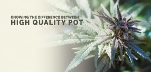 Knowing the Difference Between High Quality Cannabis - The Stone