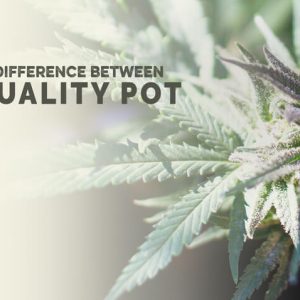 Knowing the Difference Between High Quality Cannabis - The Stone