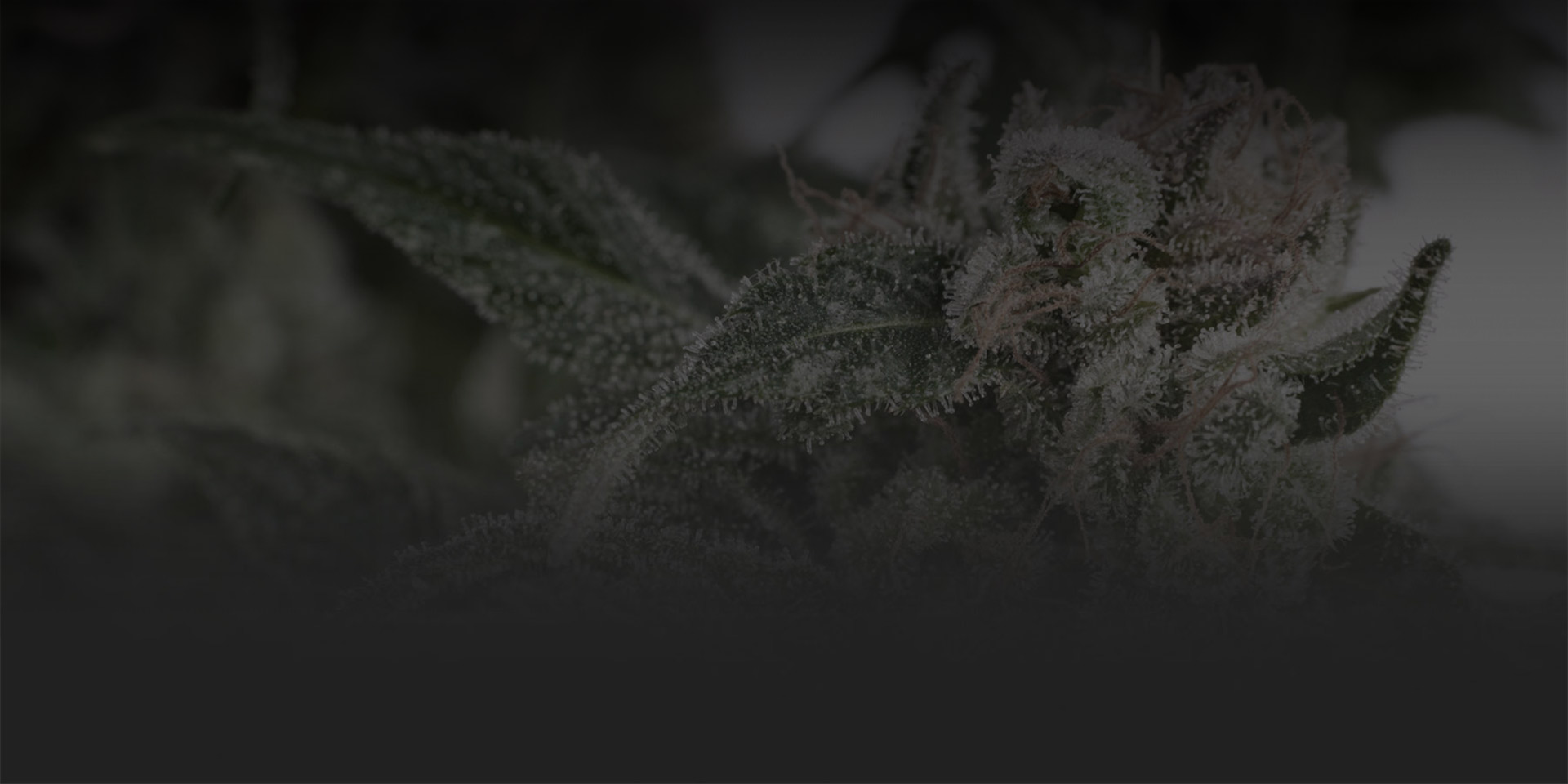 The-Stone-Dispensary-Coupon-Background-Flower