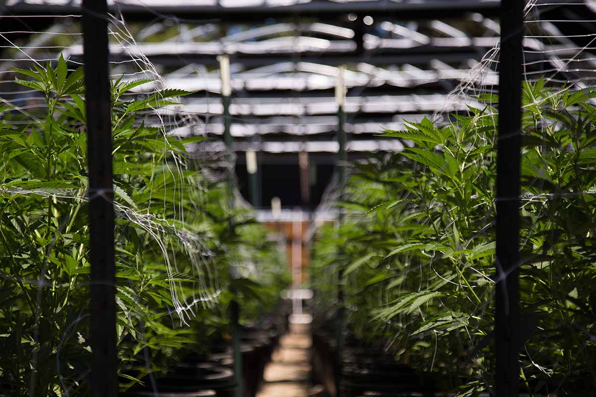 Grow Room with cannabis flowers