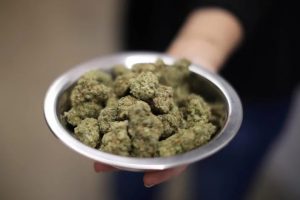 Bowl full of Cannabis