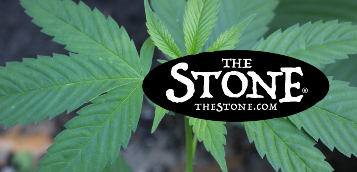 Cannabis: Is Marijuana the Ultimate Wellness Plant? - The Stone
