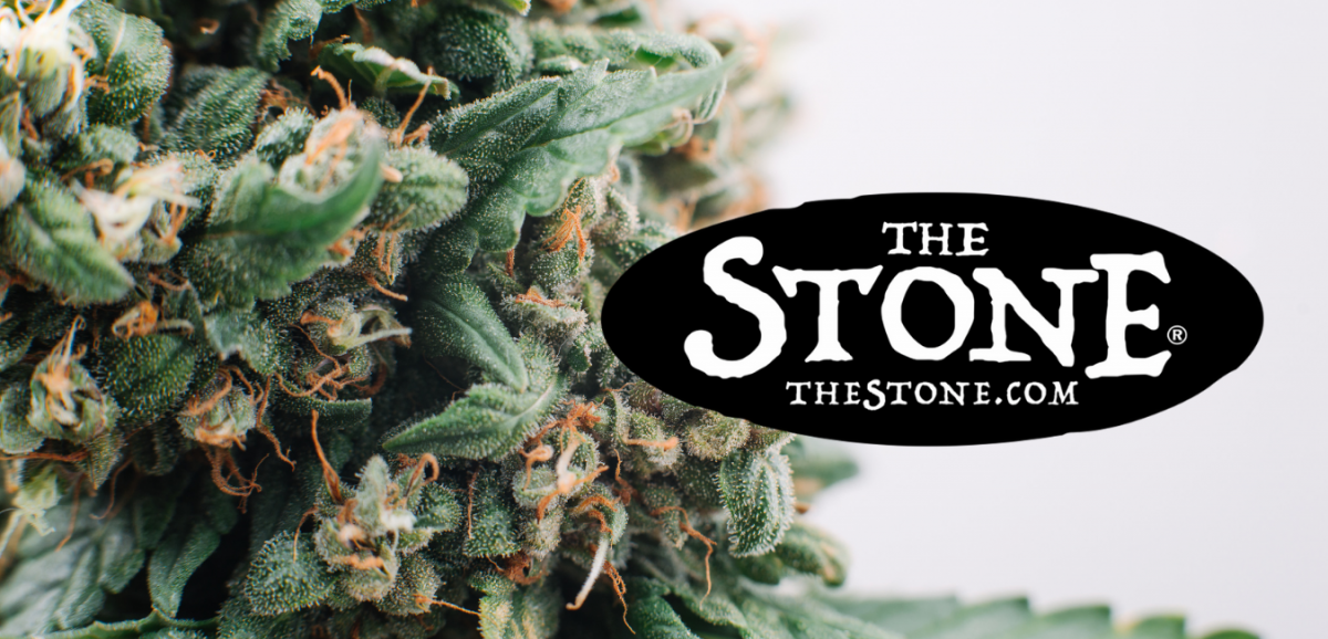 Cannabis Plants: Males and Females and Spotting them - The Stone