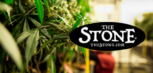 Cannabis When to Harvest Weed - The Stone