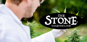 The Science Behind How Cannabis Works in Our Body - The Stone