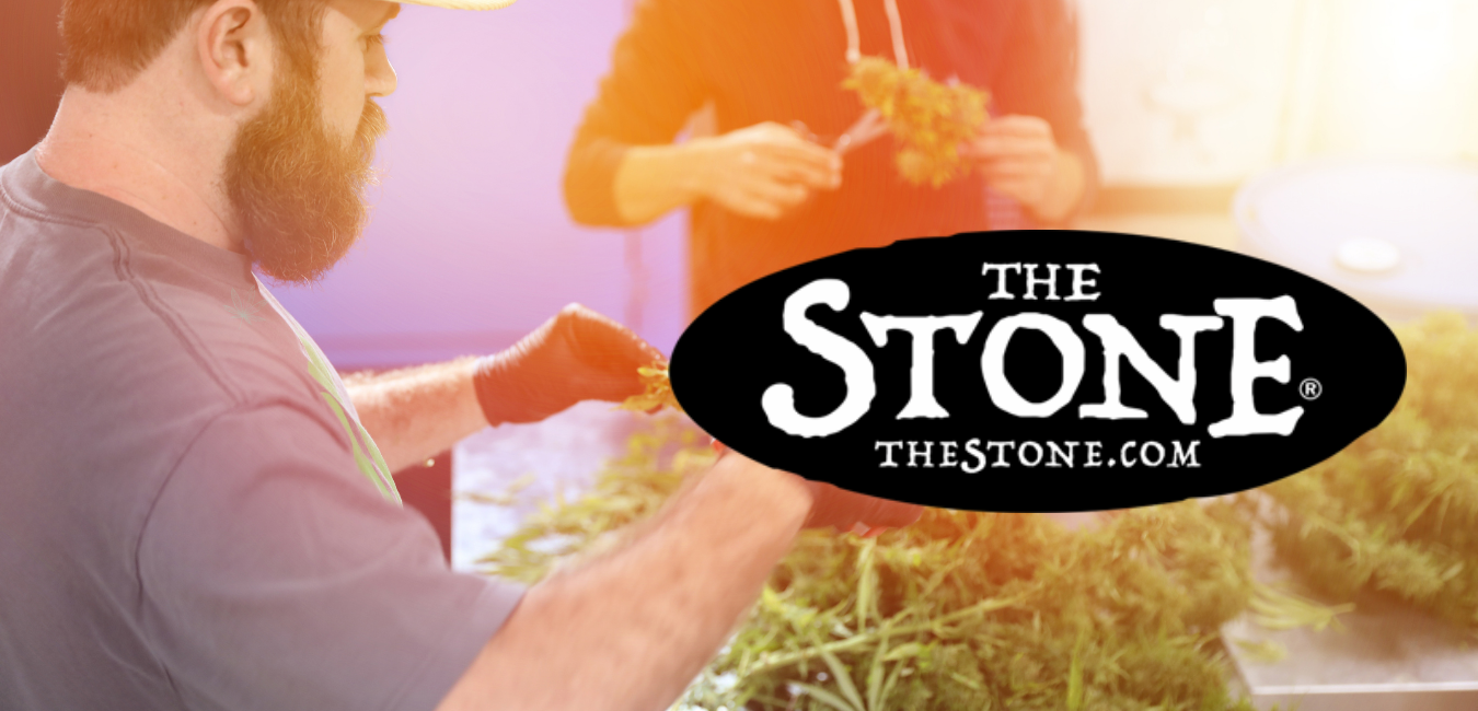 Cannabis Class A Guide To Trimming Weed Step-By-Step - The Stone
