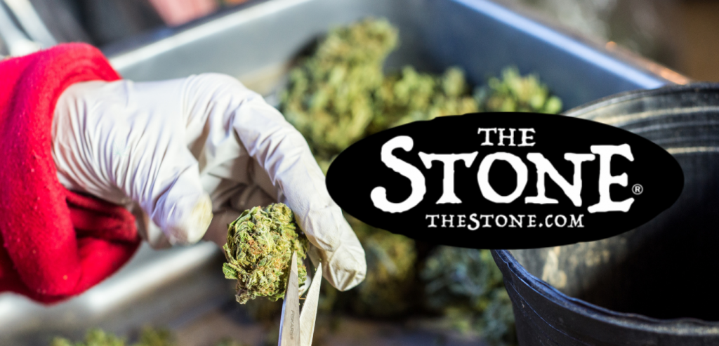 Cannabis Class: A Quick Guide to Trimming Cannabis with Fingers, Scissors, And Machines - The Stone
