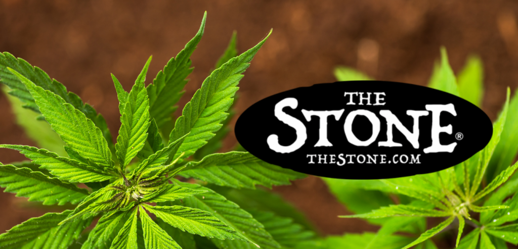 Growing Cannabis Soil vs Hydro - The Stone