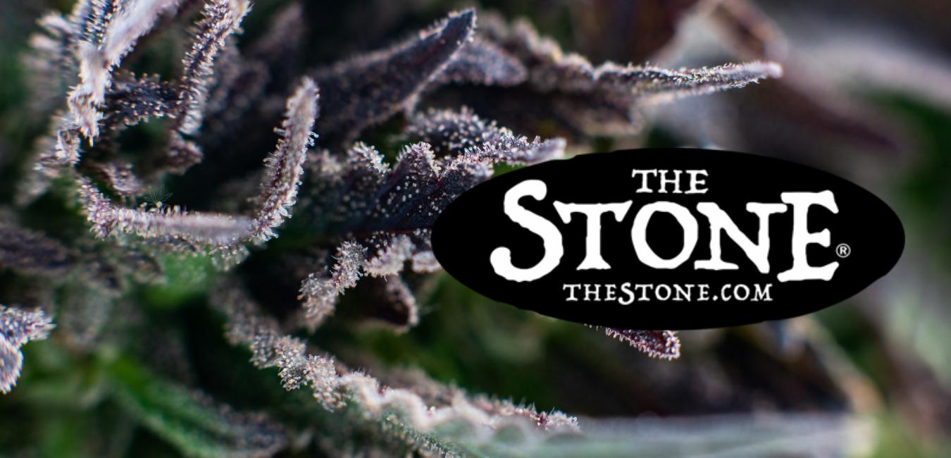 Cannabis Class: Are Terpenes Important for Medical Marijuana Patients? - The Stone