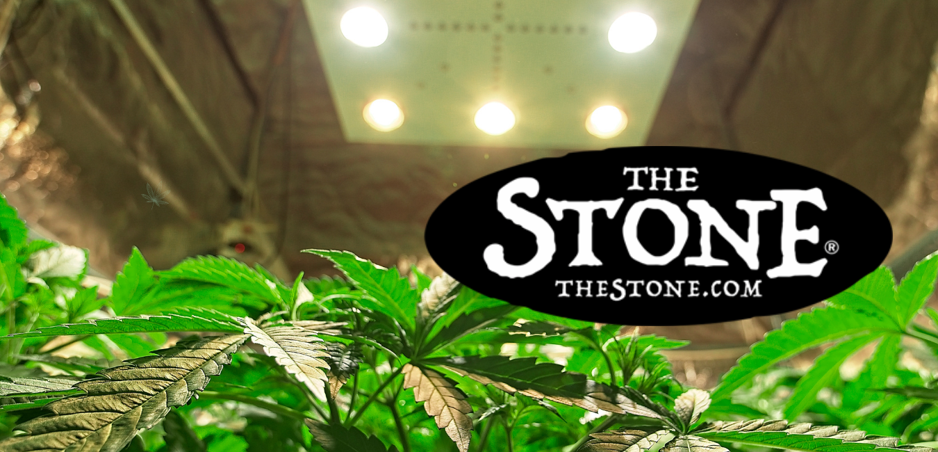 Cannabis Class: Growing Marijuana Plants in Organic Gardens - The Stone