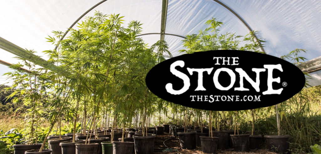 Cannabis Class How to Grow Weed Outdoors, Organically - The Stone