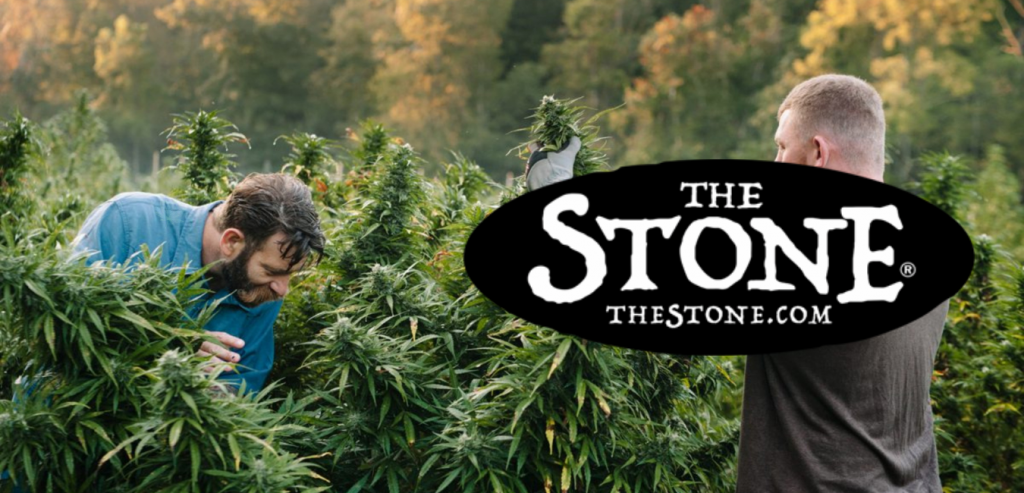 Cannabis Class How to Grow Weed Outdoors Without a Greenhouse - The Stone