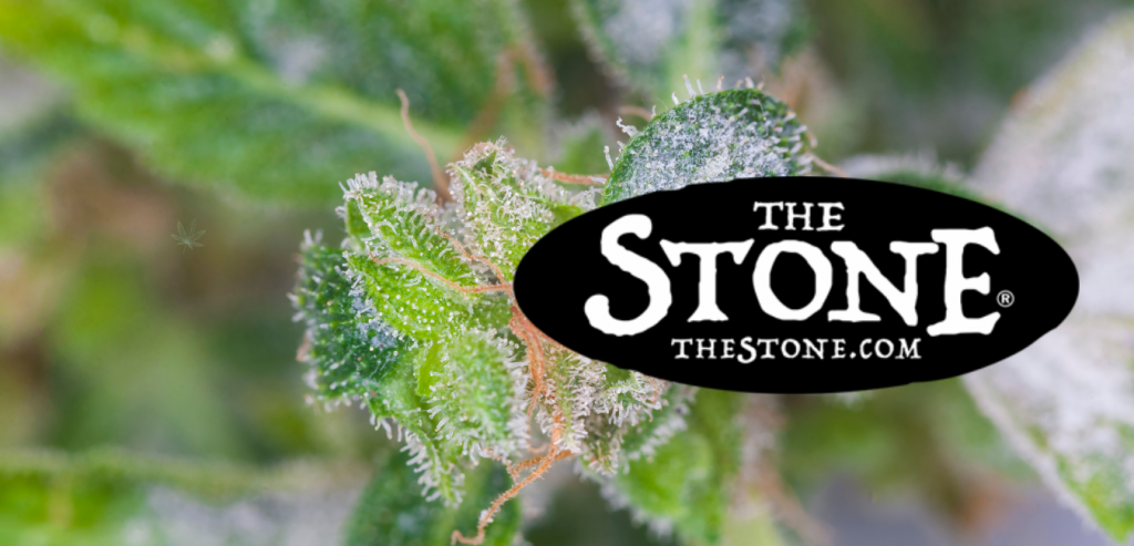 Cannabis Pest Control Protect your Weed Plants from Pest and Mold - The Stone