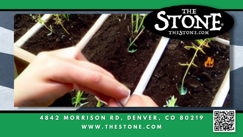 Growing Cannabis Germinating Seeds Outdoors The Stone