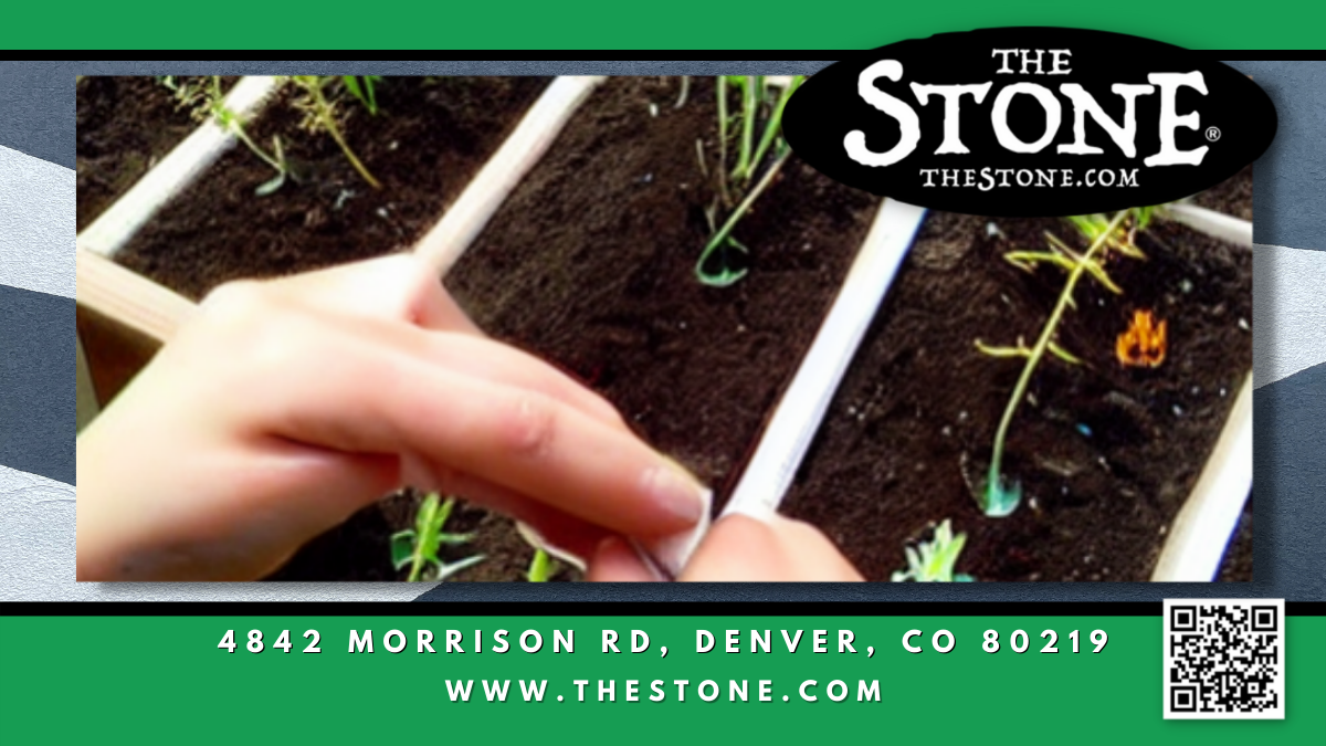 Growing Cannabis Germinating Seeds Outdoors - The Stone Dispensary - 4842 Morrison Rd, Denver, CO 80219