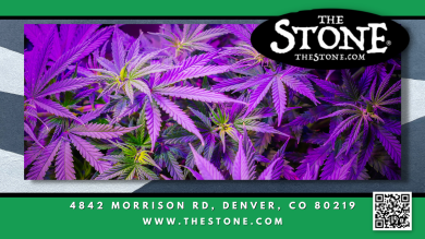 What do Cannabis Leaves Tell us - The Stone Dispensary - 4842 Morrison Rd, Denver, CO 80219