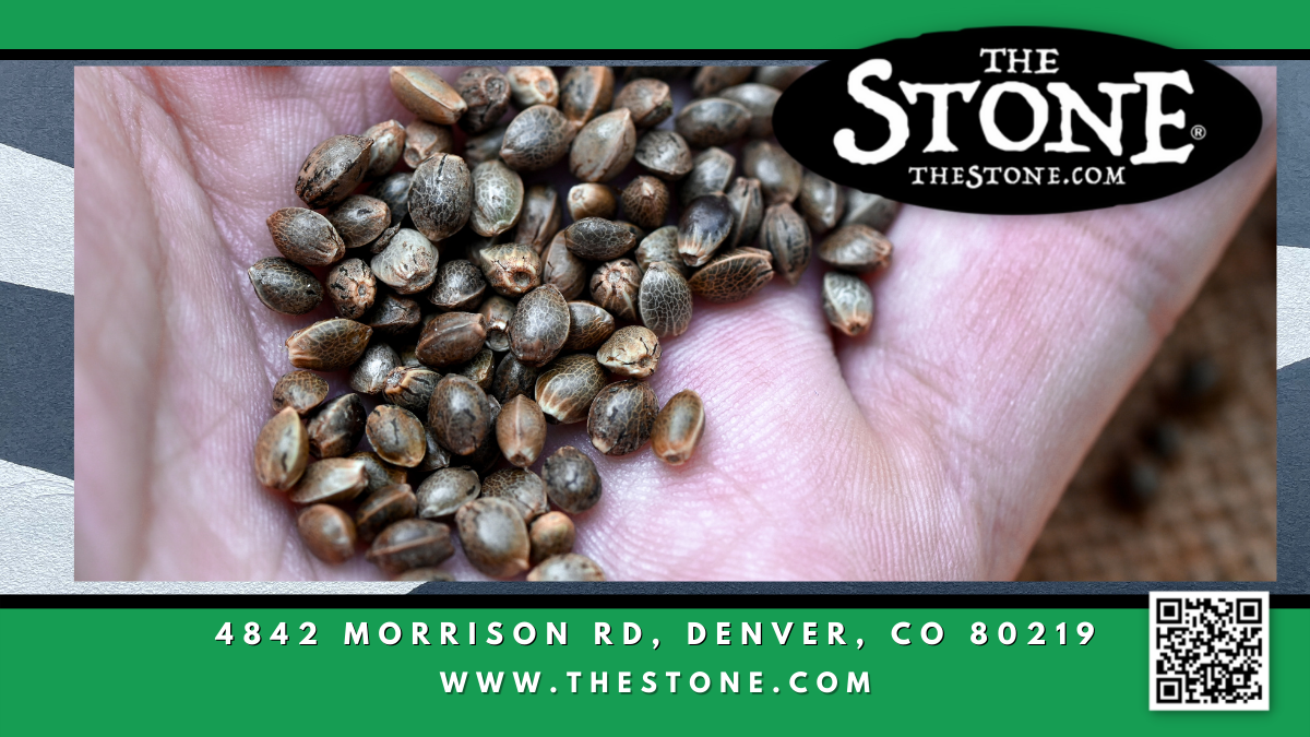 How to Make Feminized Cannabis Seeds at Home - The Stone Dispensary - 4842 Morrison Rd, Denver, CO 80219