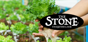 Perlite and Hydroponic Systems What’s the Correlation - The Stone