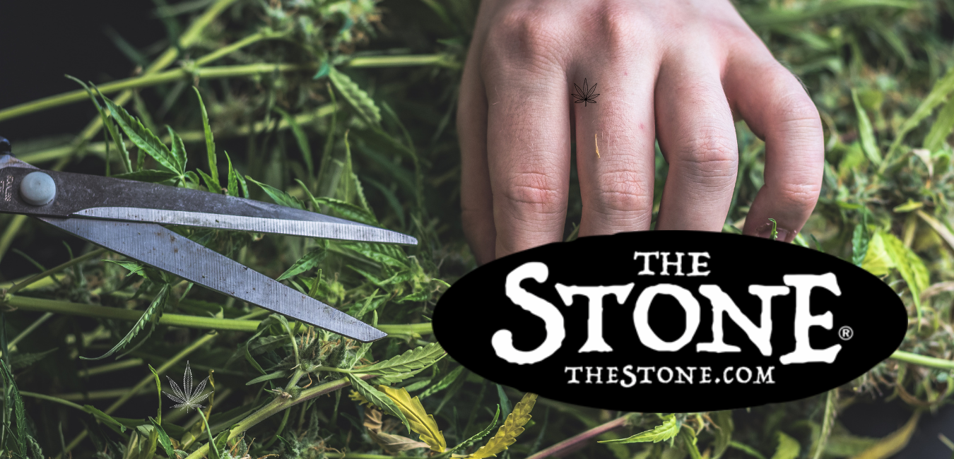 Growing Cannabis Trimming and Topping Techniques for Beginners - The Stone