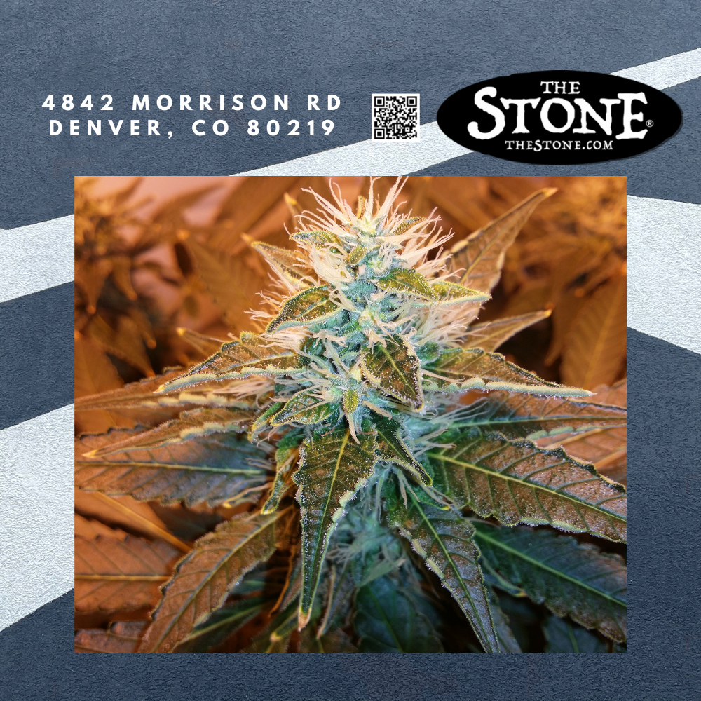 $19.77 – 1/8ths of Barbie OG by Calistos Garden