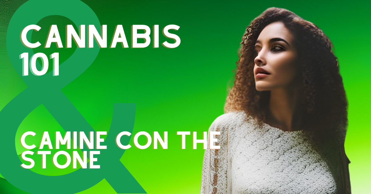 Cannabis 101 Camine Con The Stone - The Stone Dispensary